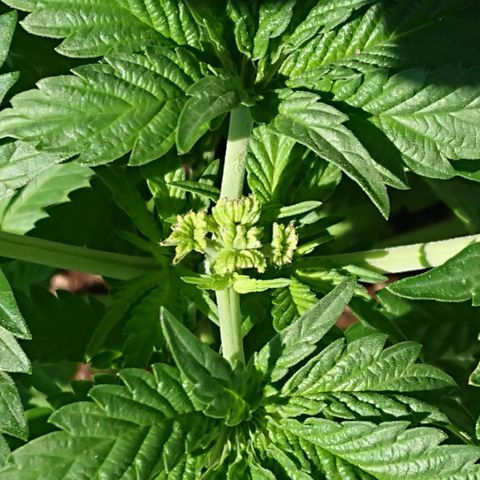 Sandra growlog photo: 48 hours after fim
