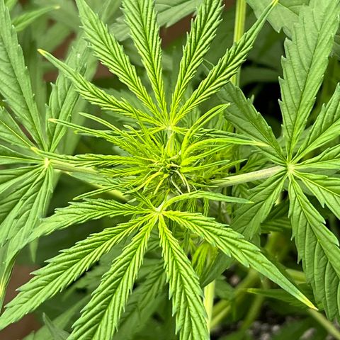 Tanja growlog photo: Cloudy day