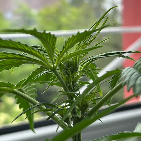 Tanja growlog photo: Cloudy day