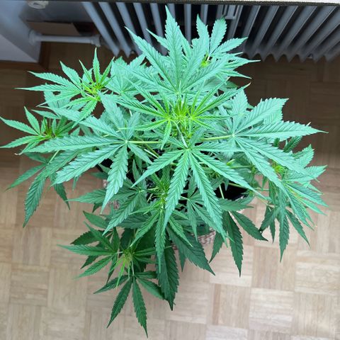 Tanja growlog timeline photo