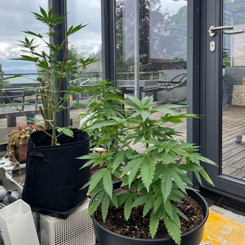 Sandra growlog timeline photo