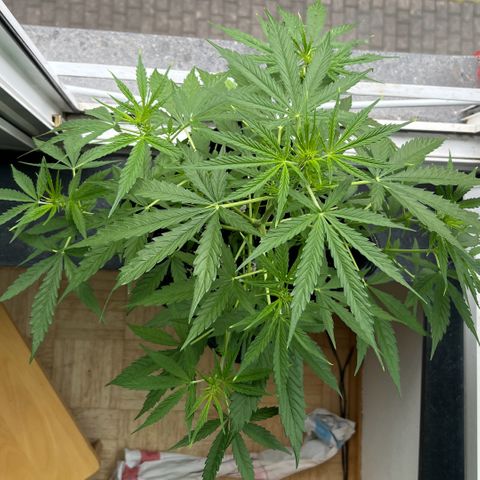 Tanja growlog timeline photo