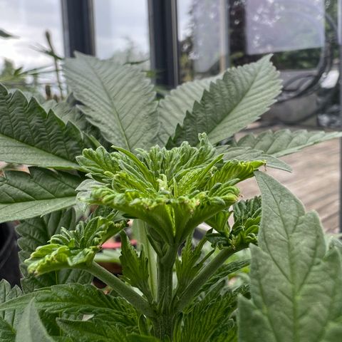 Sandra growlog timeline photo
