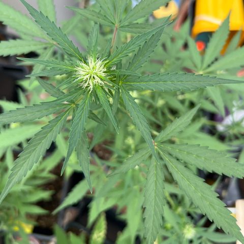 Tilli growlog timeline photo
