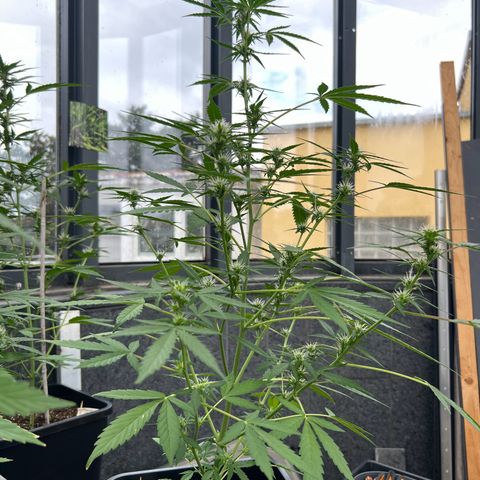 Tilli growlog timeline photo