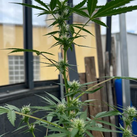 Tilli growlog timeline photo