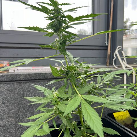 Thea growlog timeline photo