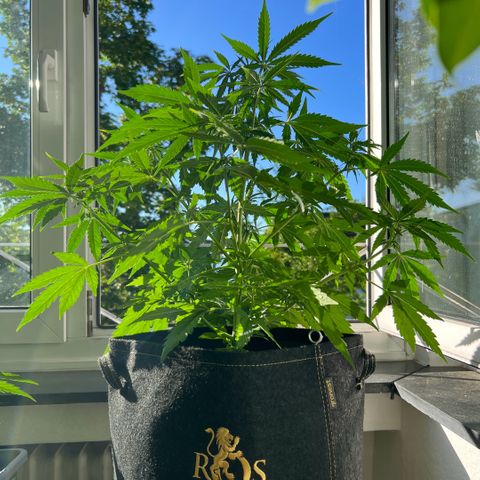 Tanja growlog timeline photo