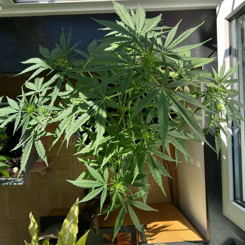 Tanja growlog timeline photo