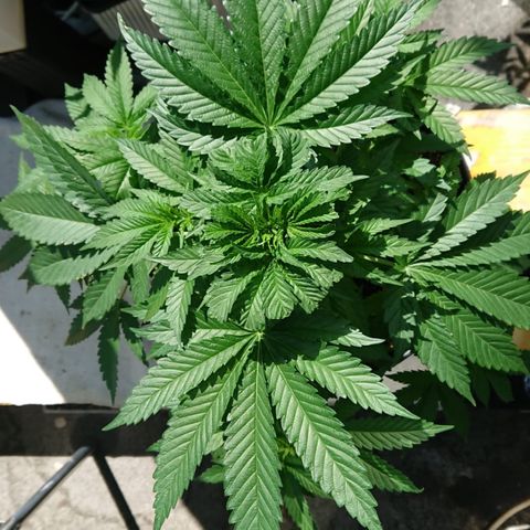 Sandra growlog timeline photo