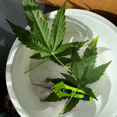 Tanja growlog timeline photo