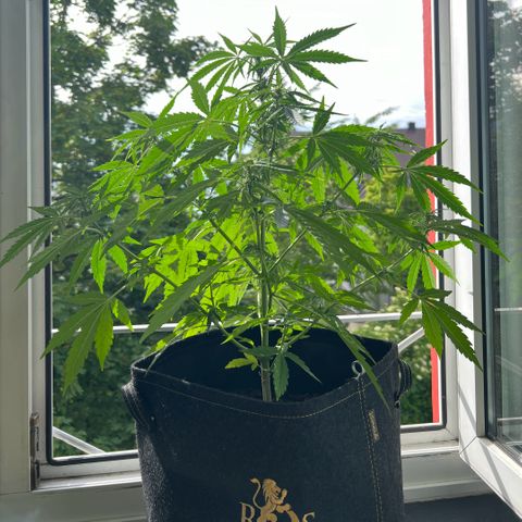 Tanja growlog timeline photo