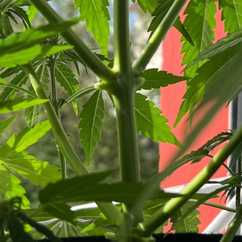 Tanja growlog timeline photo