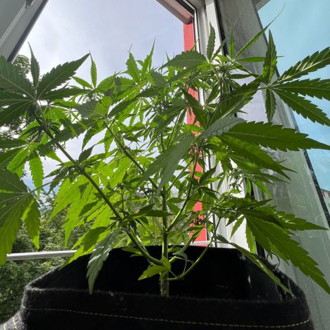 Tanja growlog timeline photo