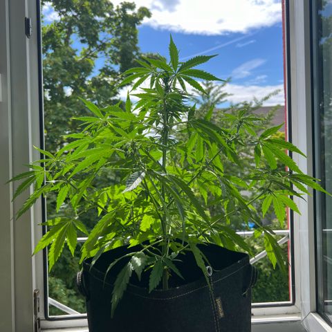 Tanja growlog photo: Zwei mittlere schlaffe Sonnensegel (dreifingrig) entfernt 