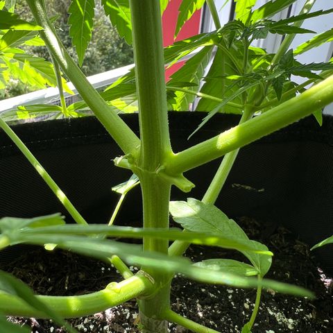 Tanja growlog photo: Zwei mittlere schlaffe Sonnensegel (dreifingrig) entfernt 