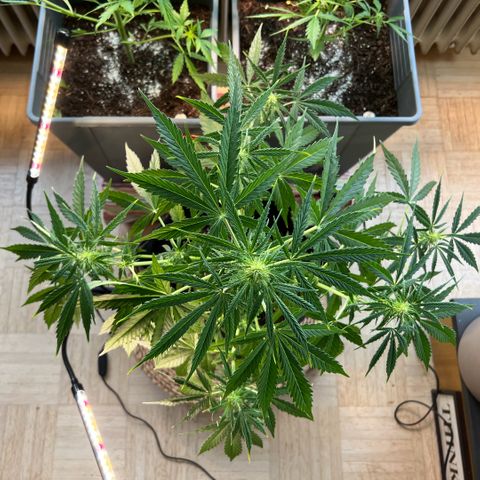 Tanja growlog timeline photo