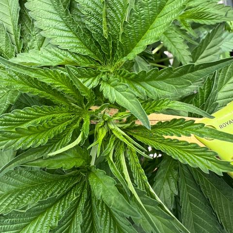 Sandra growlog timeline photo