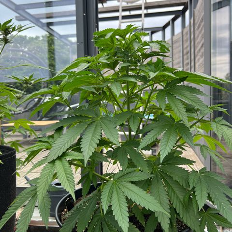 Sandra growlog timeline photo