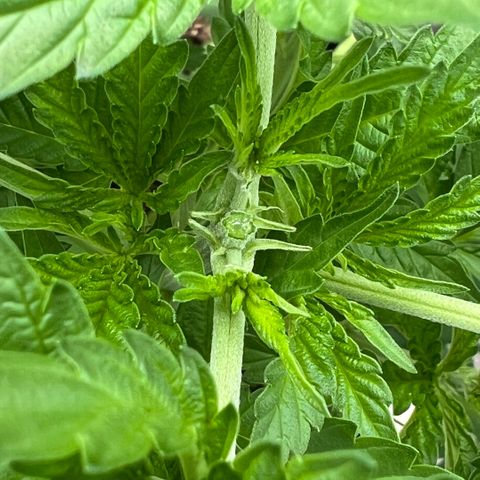 Sandra growlog timeline photo
