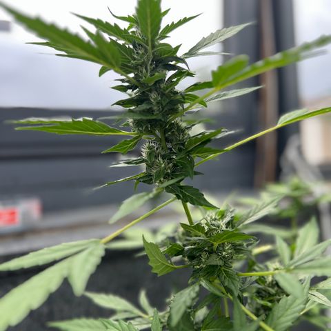 Thea growlog timeline photo