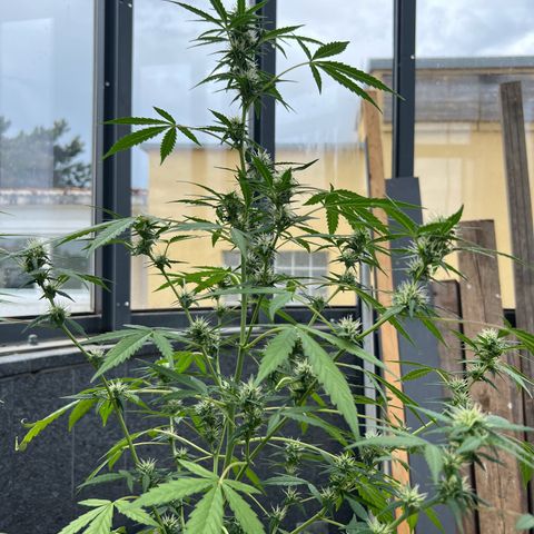 Tilli growlog timeline photo