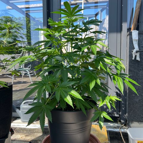 Sandra growlog timeline photo