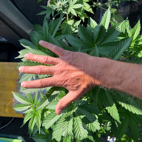 Sandra growlog timeline photo