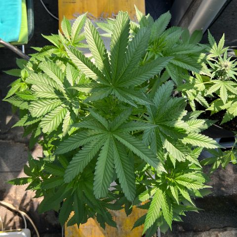 Sandra growlog timeline photo