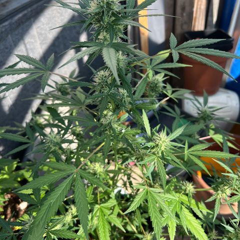 Tilli growlog timeline photo