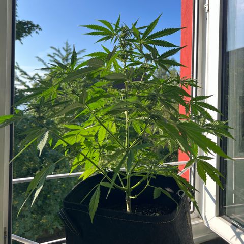 Tanja growlog timeline photo