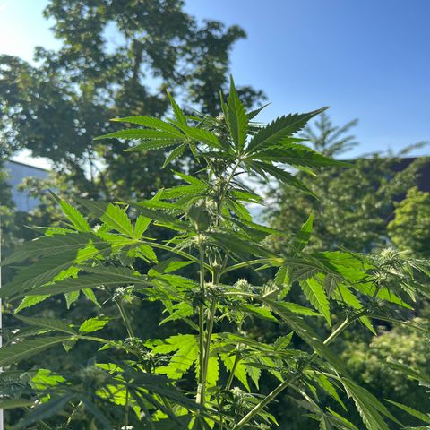 Tanja growlog timeline photo