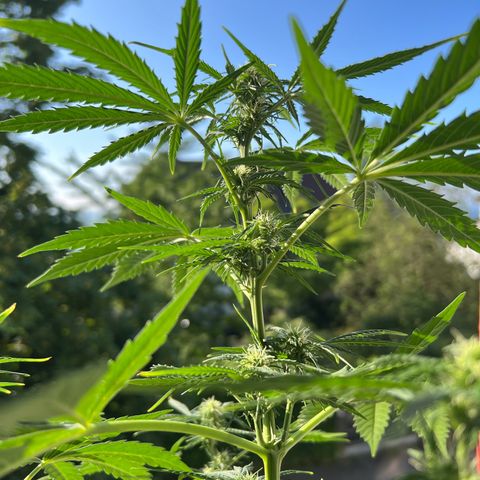Tanja growlog timeline photo