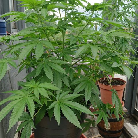 Sandra growlog timeline photo