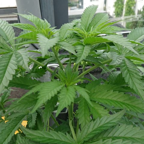 Sandra growlog timeline photo