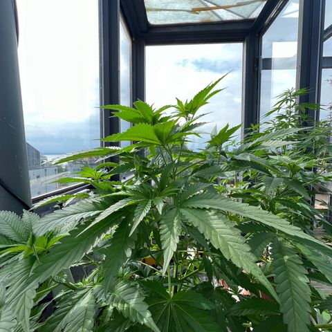 Sandra growlog timeline photo