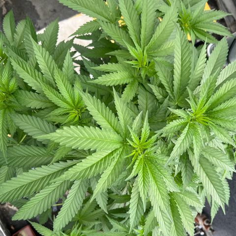 Sandra growlog timeline photo