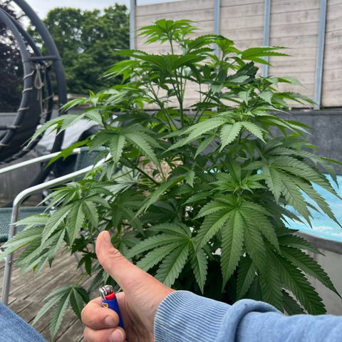 Sandra growlog timeline photo