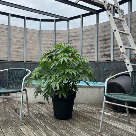 Sandra growlog timeline photo