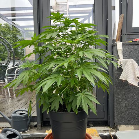 Sandra growlog timeline photo