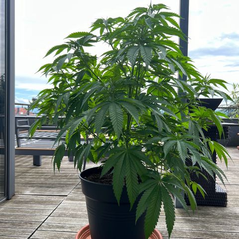 Sandra growlog timeline photo