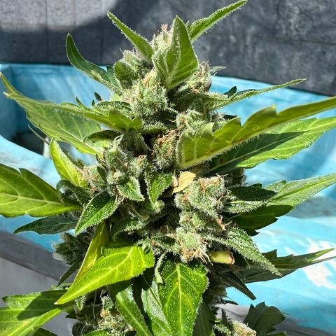 Thea growlog photo: Harvest day 