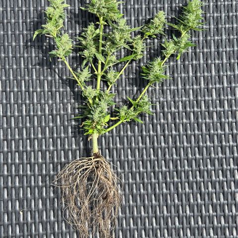 Thea growlog photo: Harvest day 