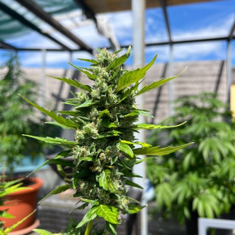 Thea growlog photo: Harvest day 