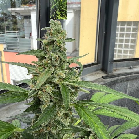 Tilli growlog timeline photo