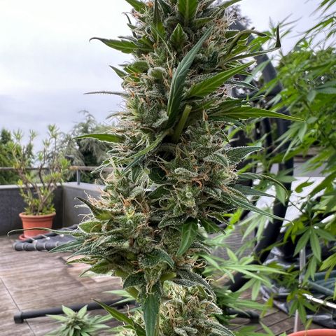 Tilli growlog timeline photo