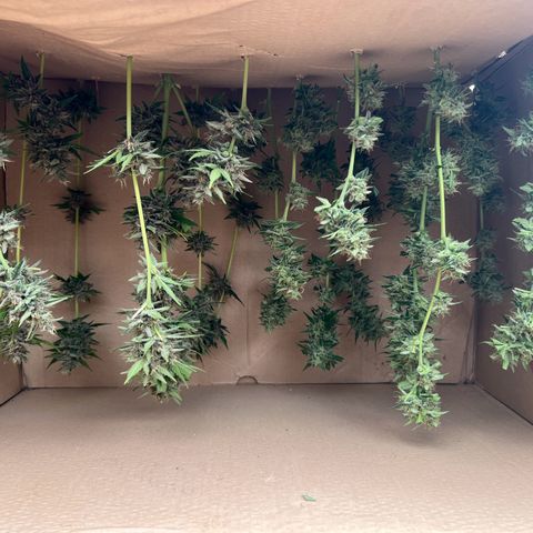 Tilli growlog timeline photo