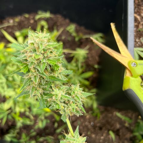 Tilli growlog timeline photo