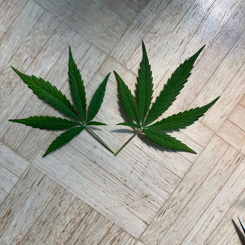 Tanja growlog timeline photo