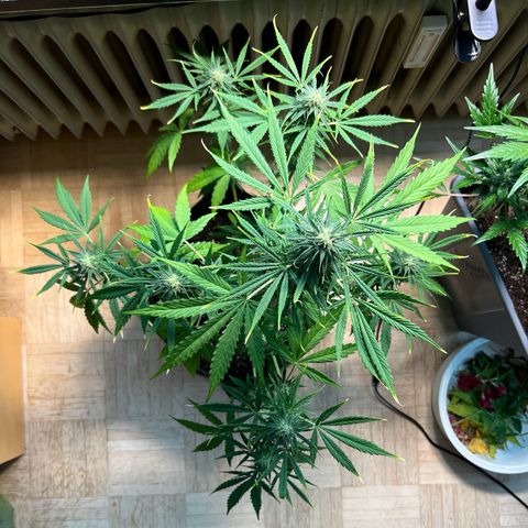 Tanja growlog timeline photo